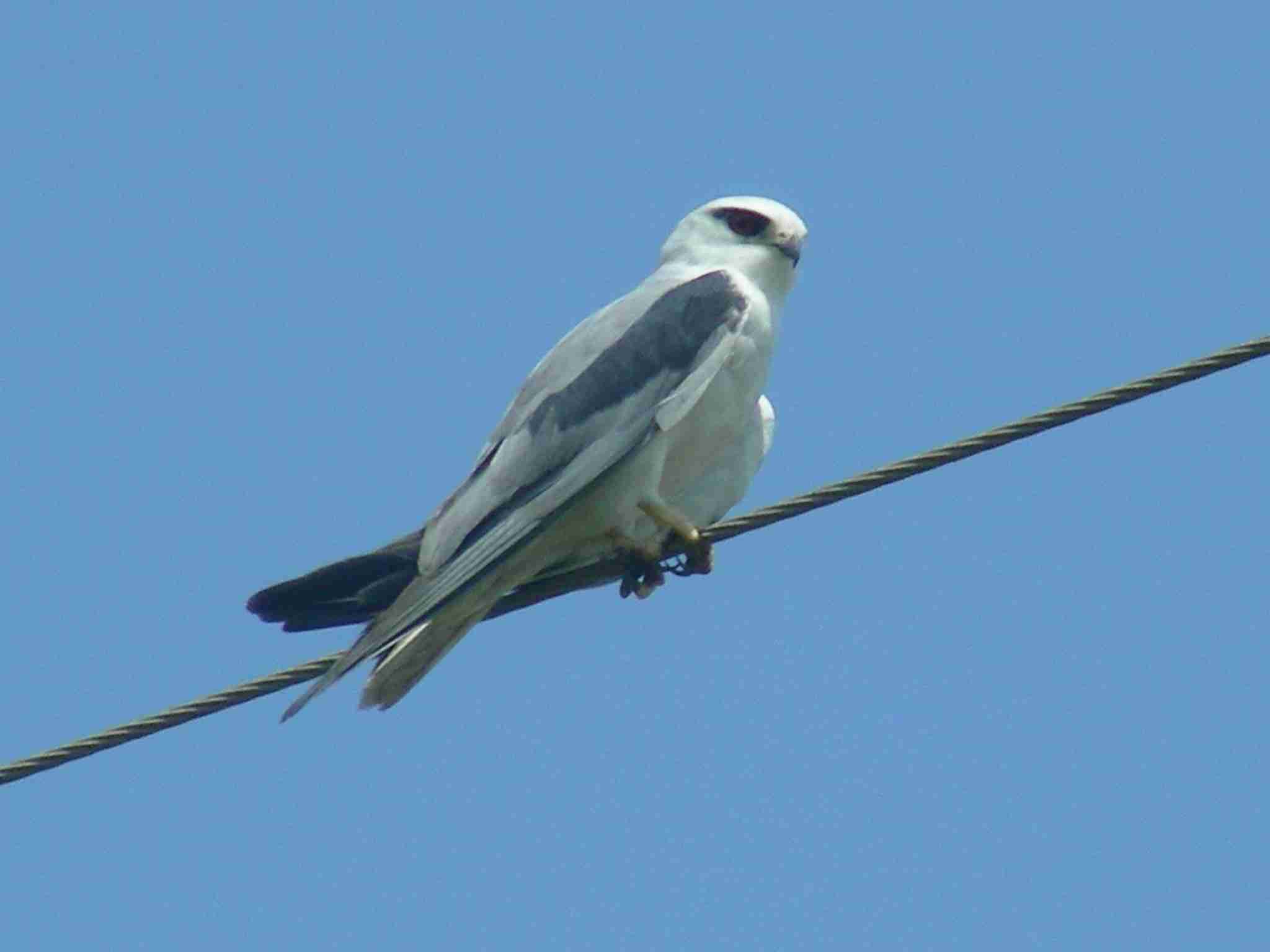 Black Winged Kite looking for a prey.
